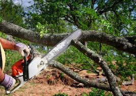 Best Tree Maintenance Programs  in Fanning Springs, FL